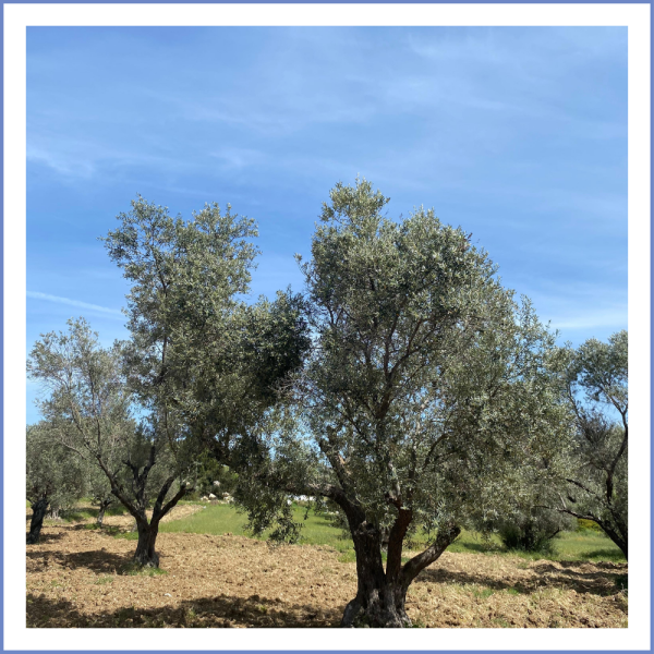 Karaburun Hurma Zeytin