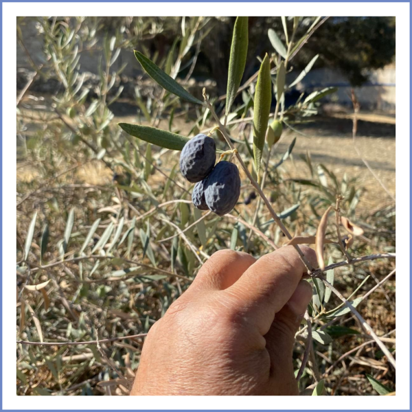 Karaburun Hurma Zeytin