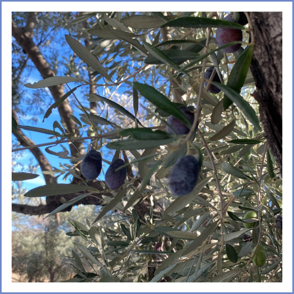 Karaburun Hurma Zeytin