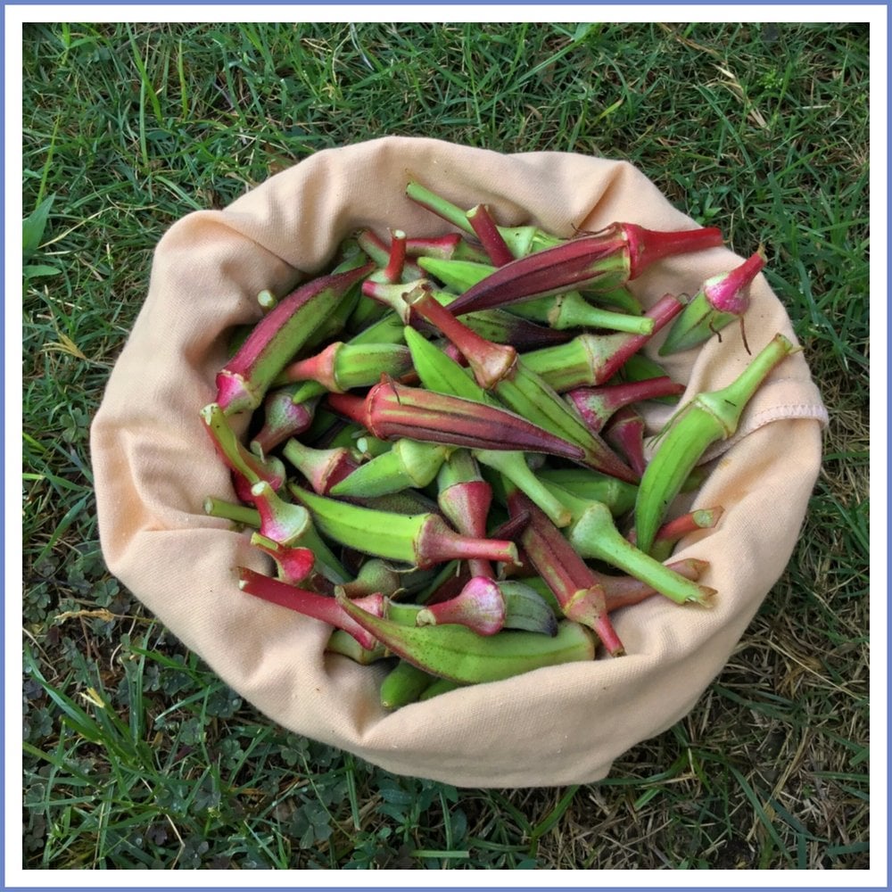 Küçük Boy Kınalı Bamya (1000 Gr.)