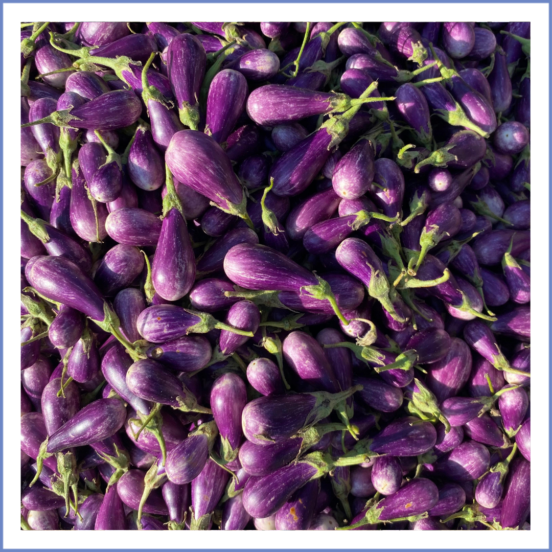 Mini Alacalı Köy Patlıcanı (1000 Gr.)