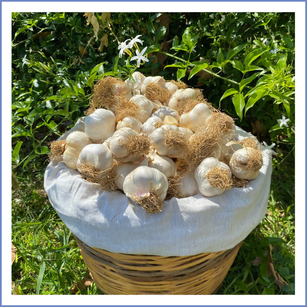 Taşköprü Beyaz Sarımsak (1000 Gr.)