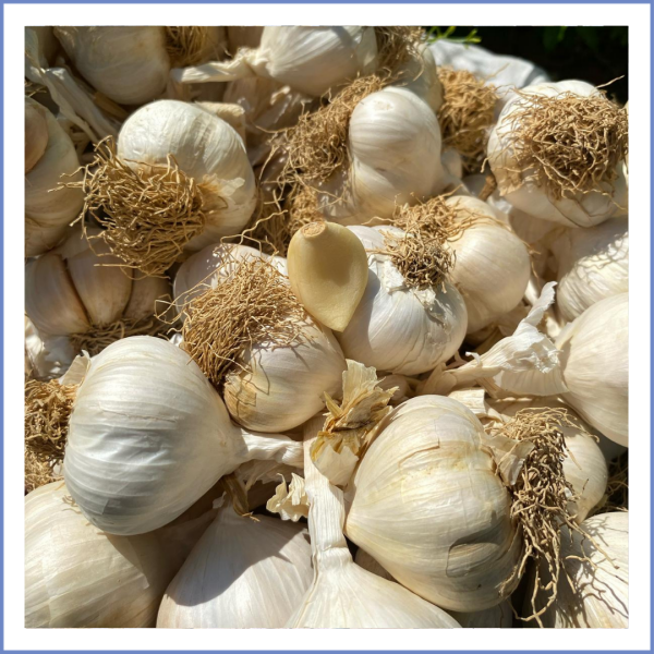 Taşköprü Beyaz Sarımsak (1000 Gr.)