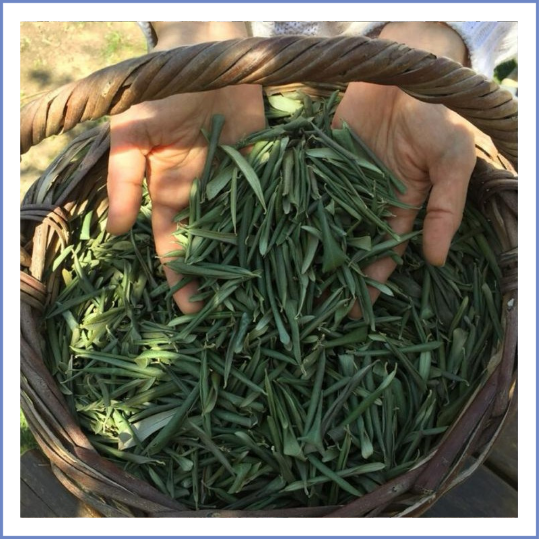 Zeytin Yaprağı (50 Gr.)