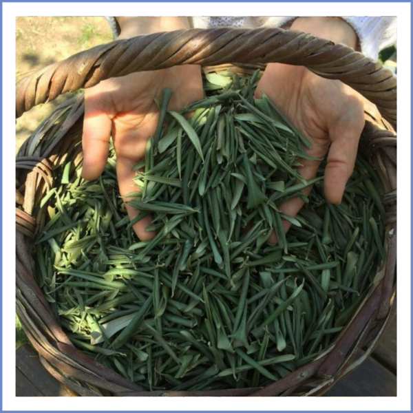 Zeytin Yaprağı (50 Gr.)