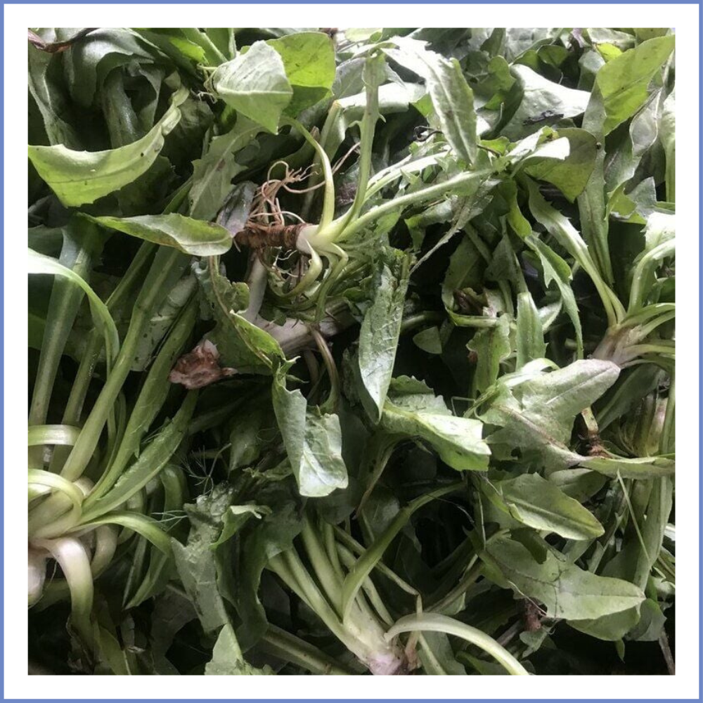 Radika Otu (Acı)  (1000 Gr.)