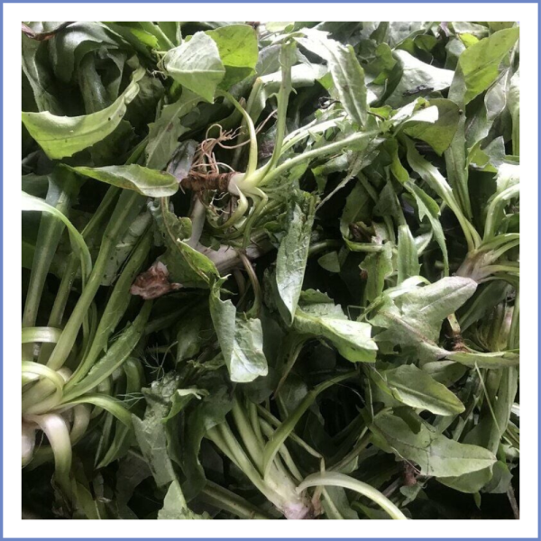 Radika Otu (Acı)  (1000 Gr.)