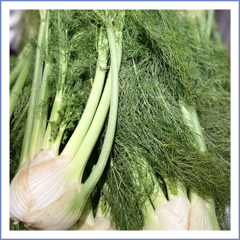 Taze Rezene (1000 Gr.)