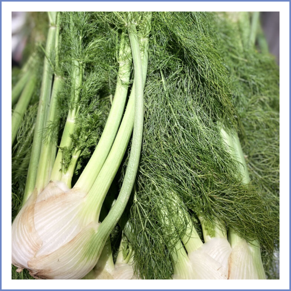 Taze Rezene (1000 Gr.)