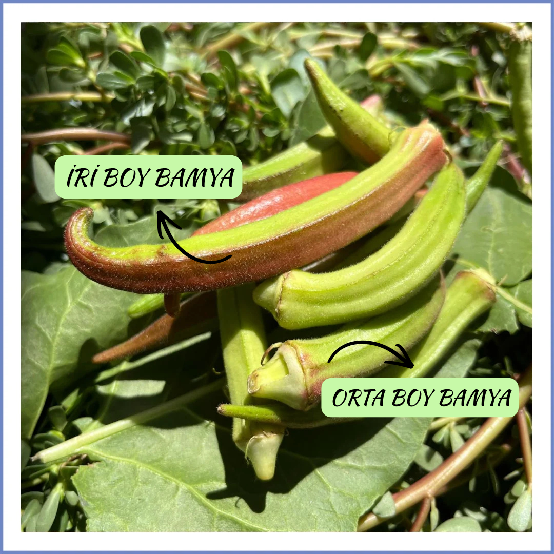 İri-Orta Boy Kınalı Bamya (1000 Gr.)