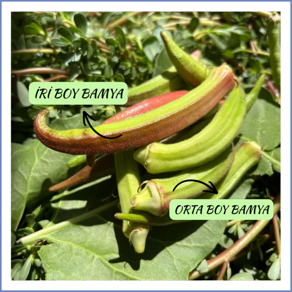 Orta Boy Kınalı Bamya (1000 Gr.)