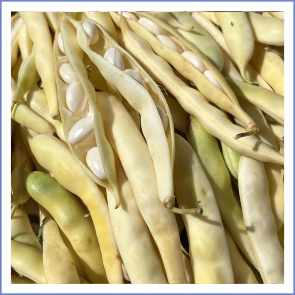 Badalan Fasulye (1000 Gr.)