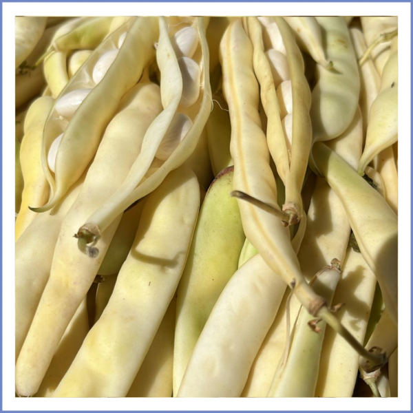Badalan Fasulye (1000 Gr.)