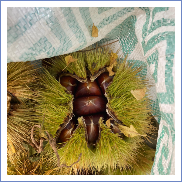 Bozdağ Sarı Aşı Kestanesi (500 Gr.)