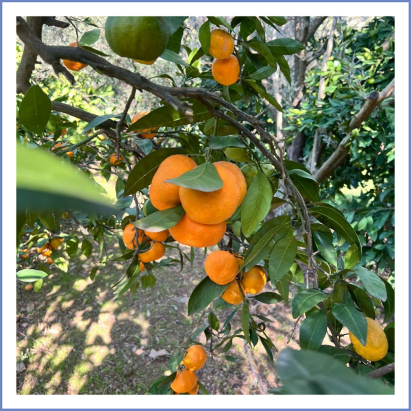 Seferihisar Mandalina (1000 Gr.)