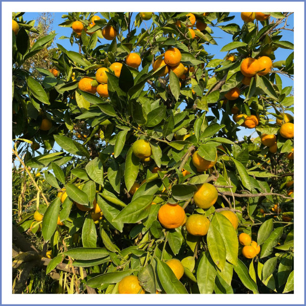 Seferihisar Mandalina (1000 Gr.)