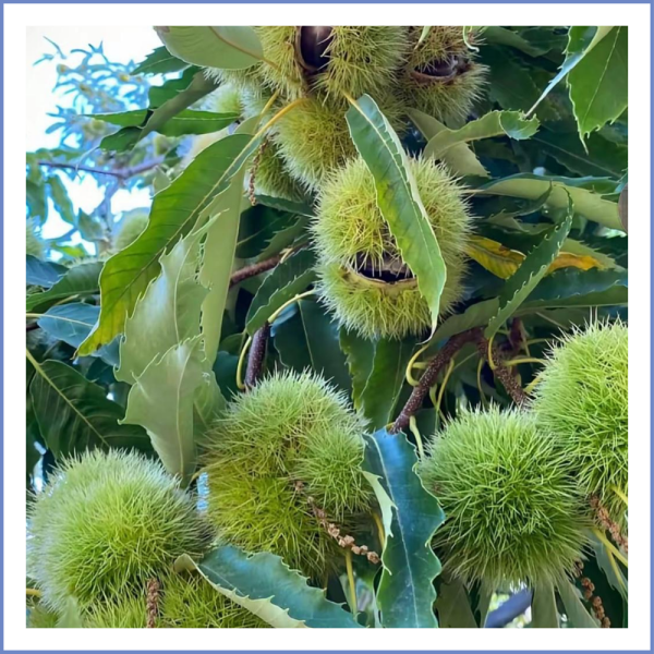 Bozdağ Kara Aşı Kestane (500 Gr.)