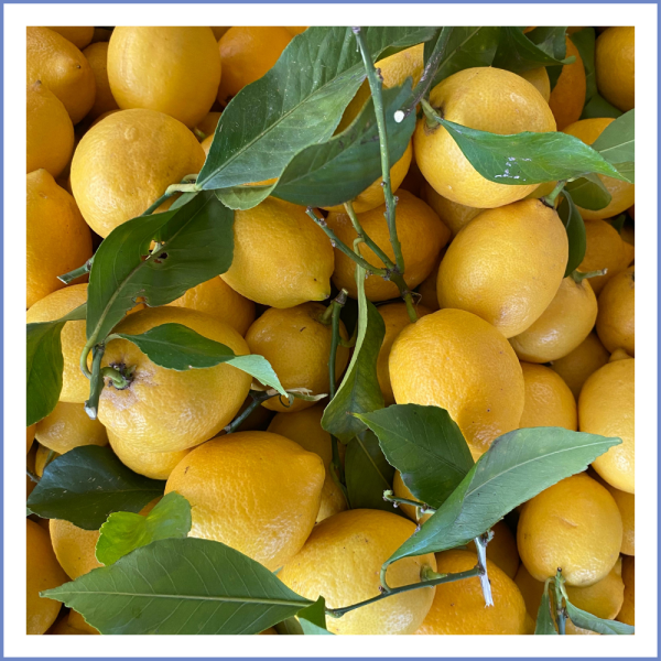 Karaburun Limonu (1000 Gr.)