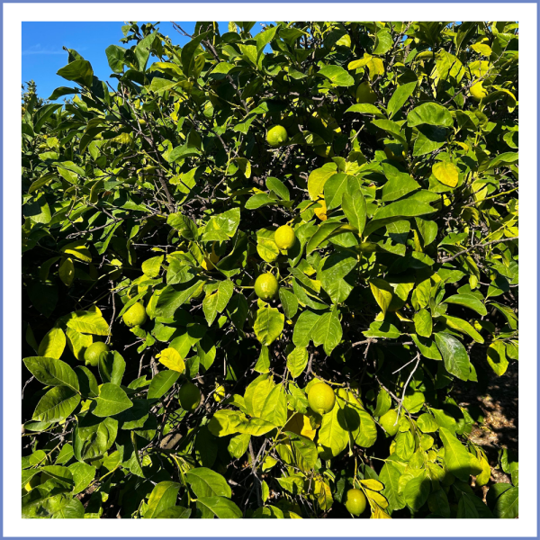 Karaburun Limonu (1000 Gr.)