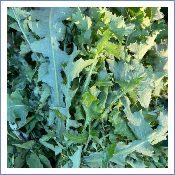 Eşek Helvası Otu (1000 Gr.)