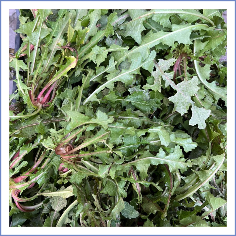 Tatlı Radika  (1000 Gr.)