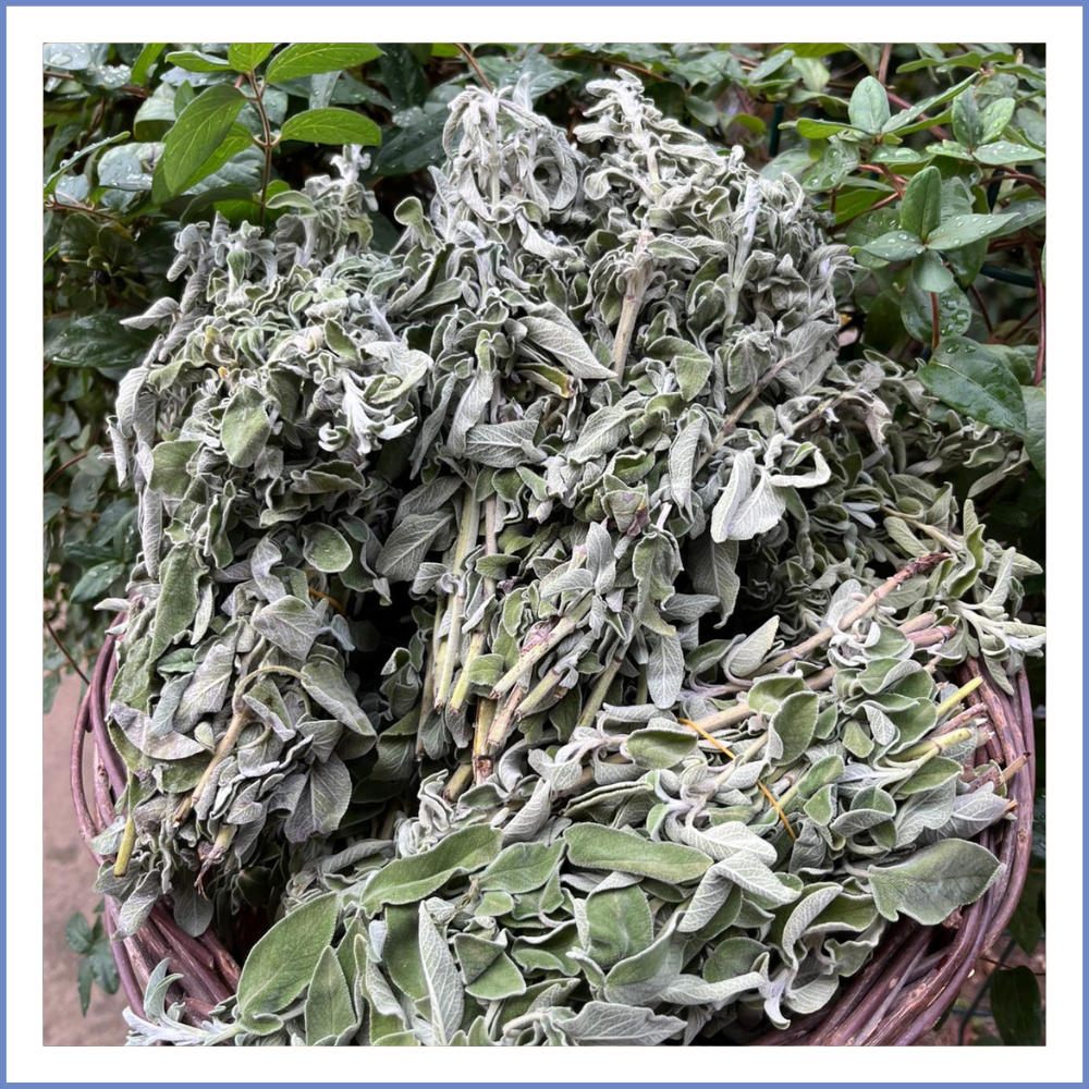 Taze Adaçayı Demet