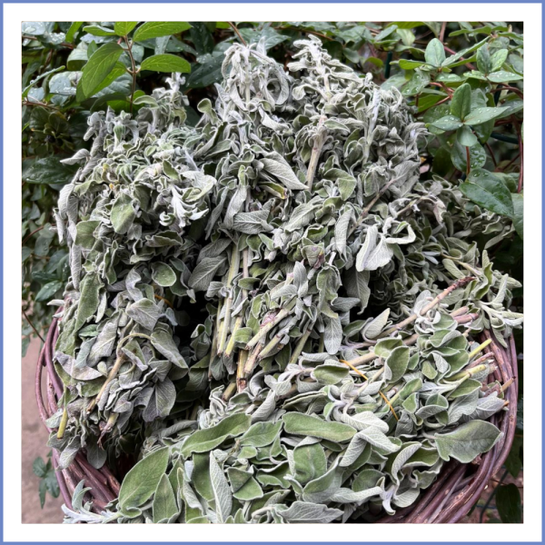 Taze Adaçayı Demet