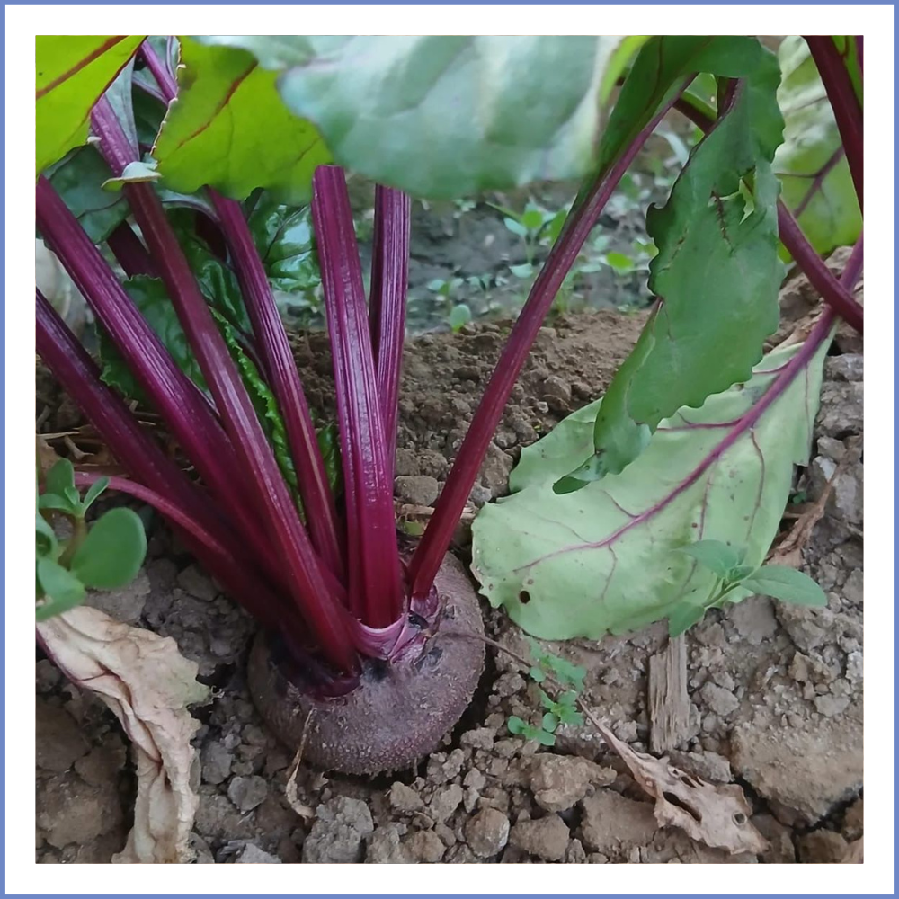 Kırmızı Pancar (1000 Gr.)