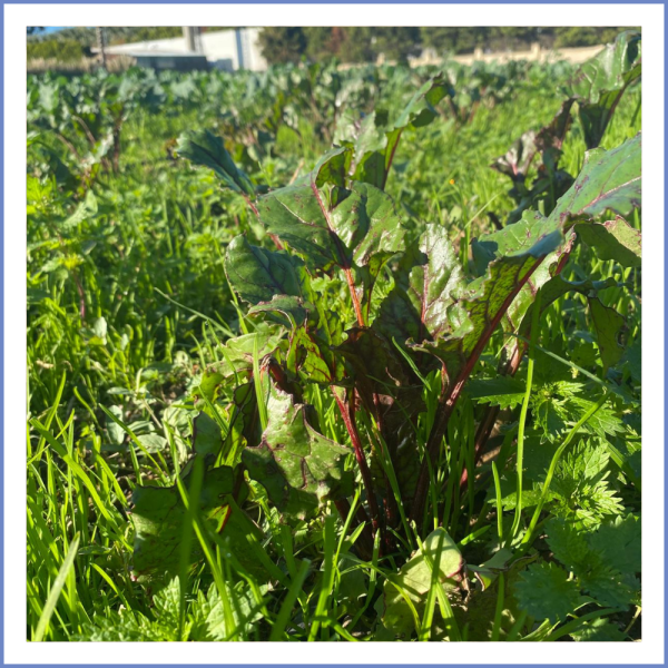 Kırmızı Pancar (1000 Gr.)