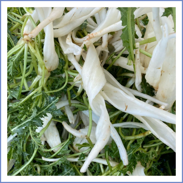 Şevketi Bostan (1000 Gr.)