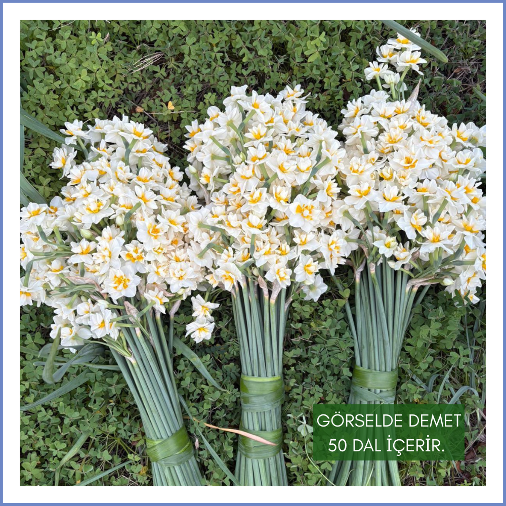 Karaburun Nergis Çiçeği