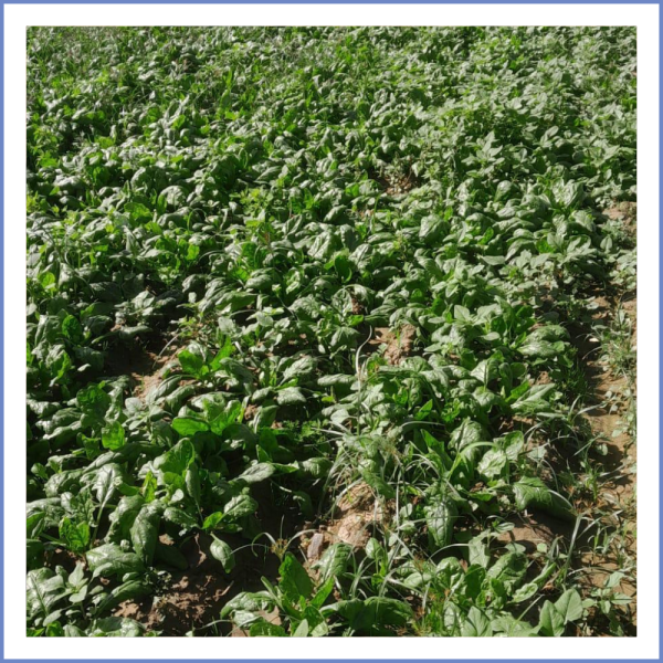 Kıvırcık Yapraklı Ispanak (1000 Gr.)