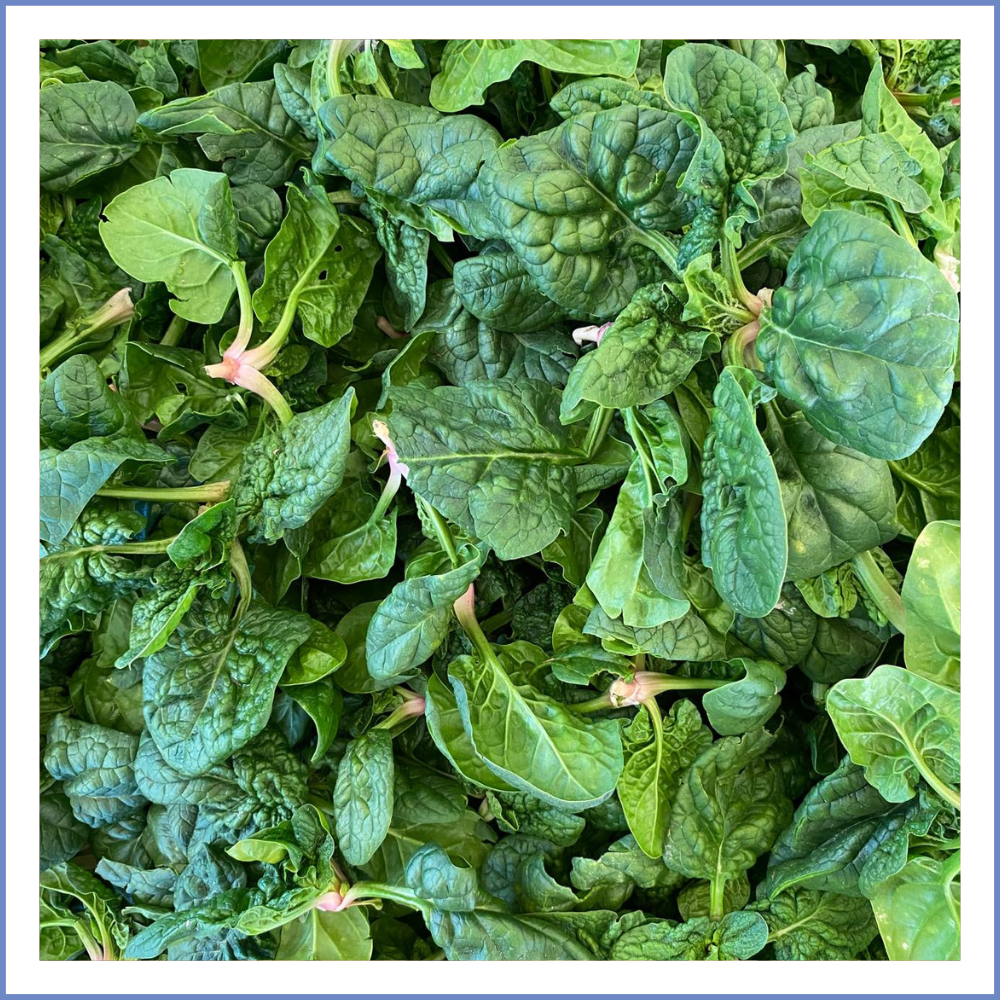 Kıvırcık Yapraklı Ispanak (1000 Gr.)