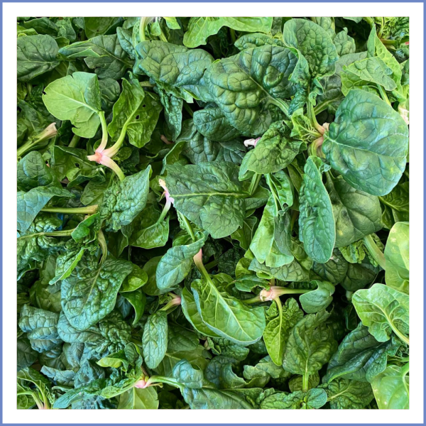 Kıvırcık Yapraklı Ispanak (1000 Gr.)