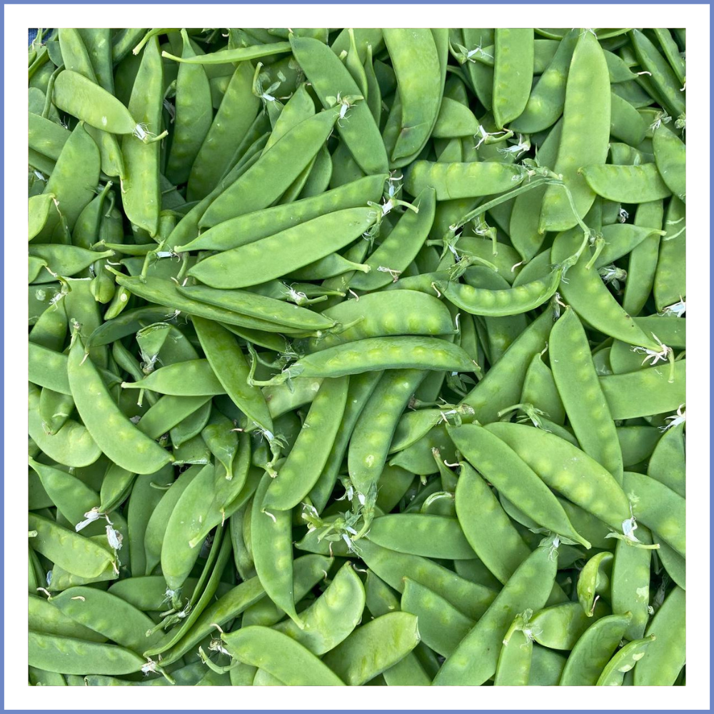 Sultani Bezelye (1000 Gr.)