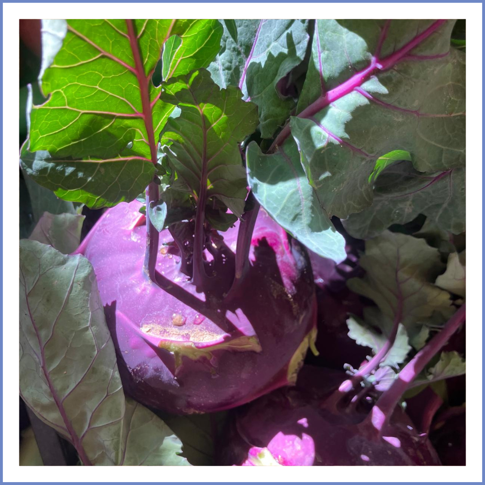 Mor Alabaş Turp (Adet)