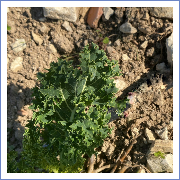 Kale Otu Demet (SİPARİŞ İÇİN MESAJ ATINIZ)