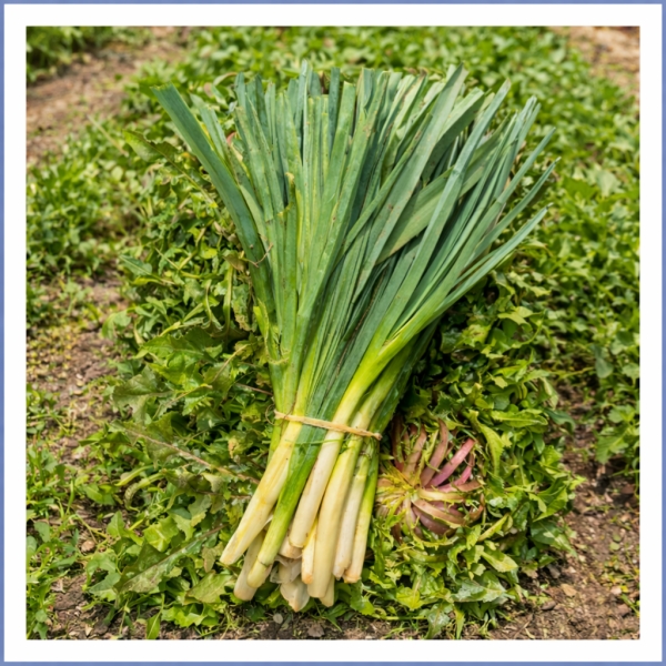 Çiriş Otu Demet (Yabani Pırasa)