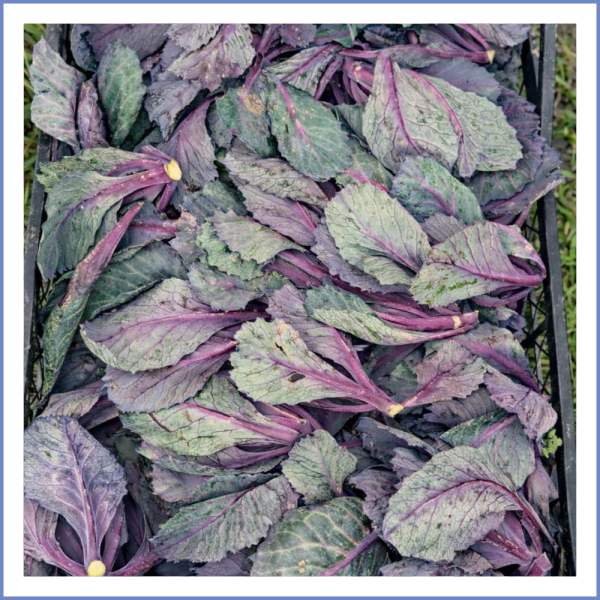 Mor Cibes (Mor Lahana Yaprağı) (1000 Gr.)