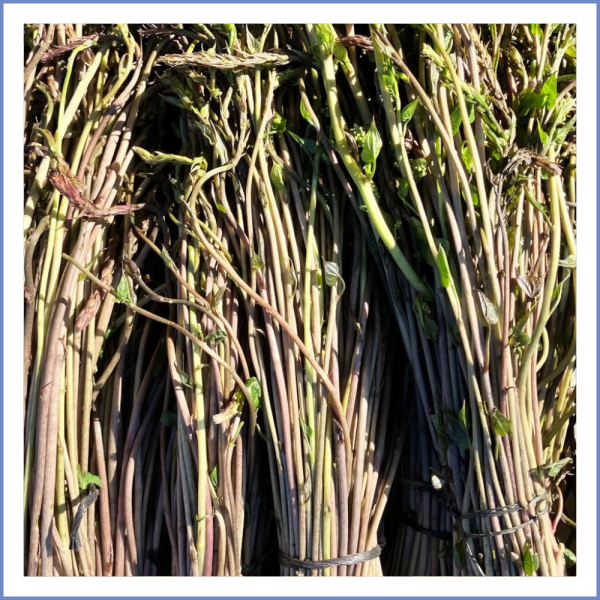 Tilkişen Demet (Yabani Kuşkonmaz)