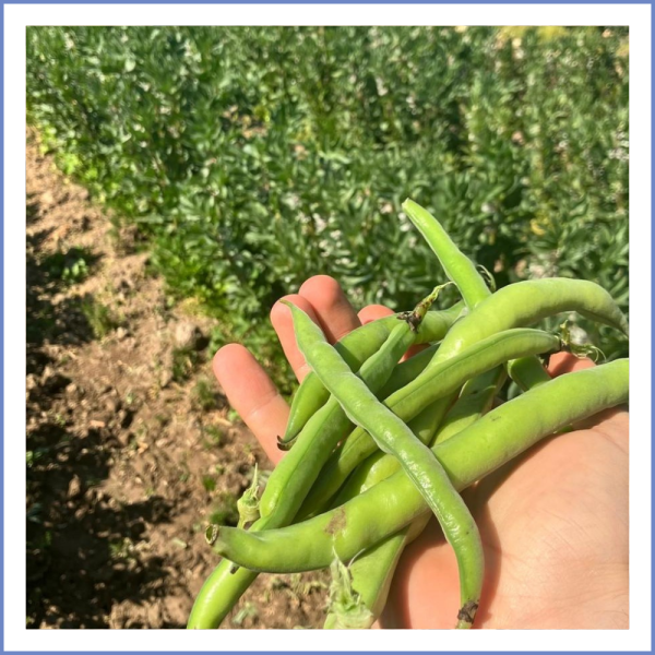 Taze Sakız Bakla (1000 Gr.)