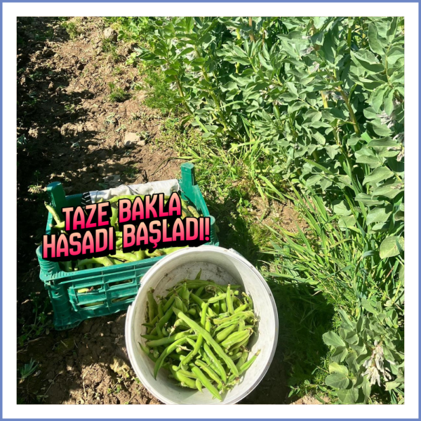 Taze Sakız Bakla (1000 Gr.)