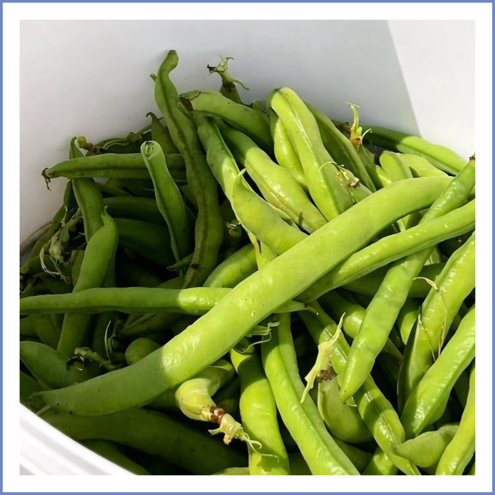 Taze Sakız Bakla (1000 Gr.)