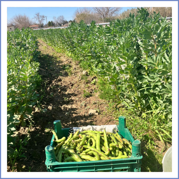 İç Bakla (Kabuklu) (1000 Gr.)