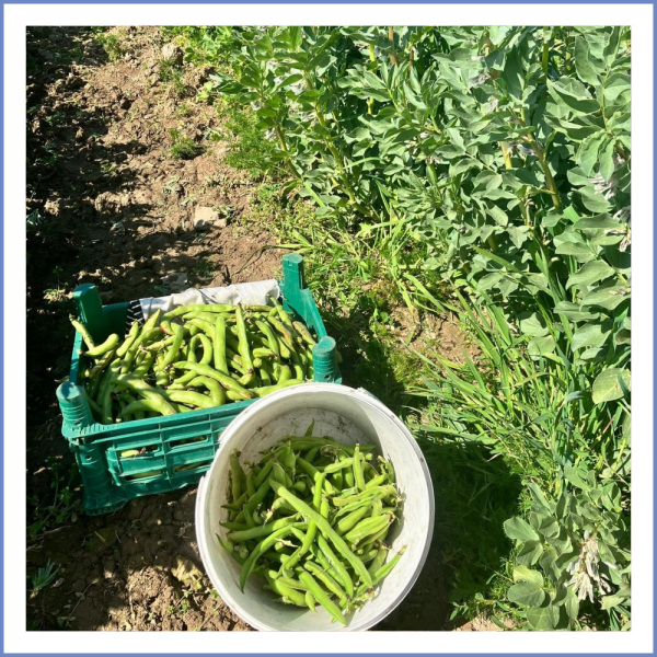 İç Bakla (Kabuklu) (1000 Gr.)