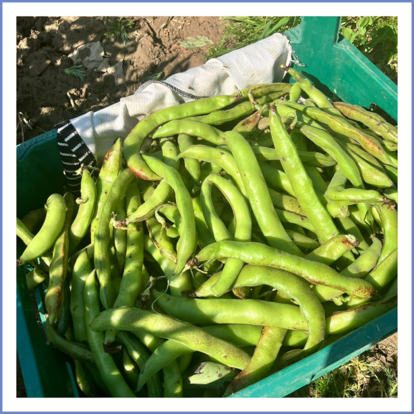 İç Bakla (Kabuklu) (1000 Gr.)