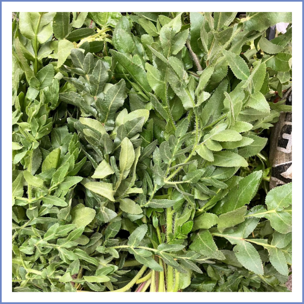 Sarı Ot (Kaymacık Otu)