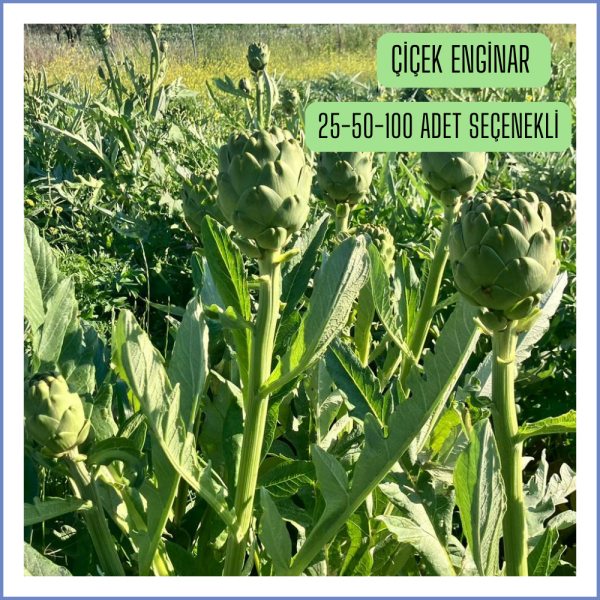Çiçek Sakız Enginar (İndirimli)