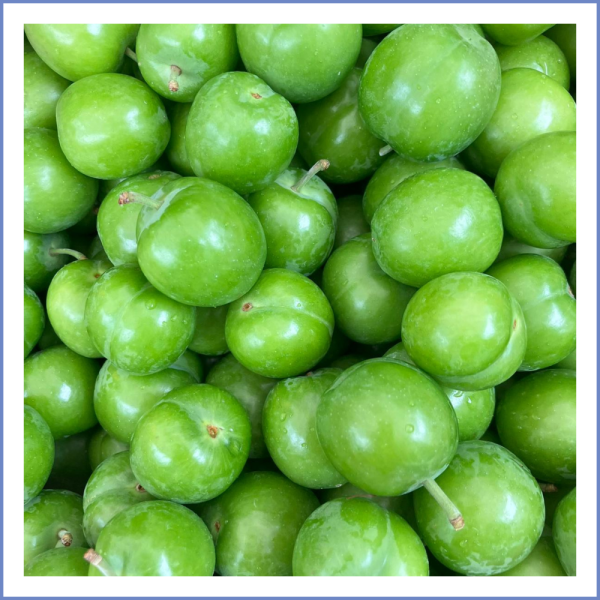 Papaz Erik (1000 Gr.)