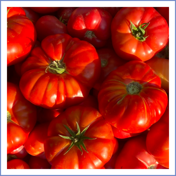 Köy Domatesi (1000 Gr.)